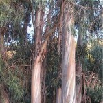 Евкалипт - Eucalyptus globulus Labill-в природата