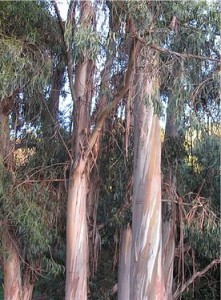 Евкалипт - Eucalyptus globulus Labill-в природата