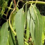 Random image: Евкалипт - Eucalyptus globulus Labill-лист