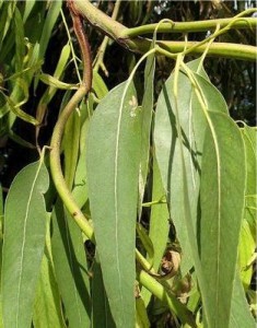 Евкалипт - Eucalyptus globulus Labill-лист