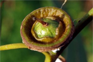 Евкалипт - Eucalyptus globulus Labill-семена