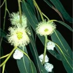 Евкалипт - Eucalyptus globulus Labill-цвят