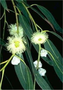 Евкалипт - Eucalyptus globulus Labill-цвят