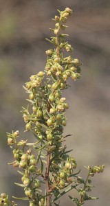 Естрагон - Artemisiae Dracunculus-цвят