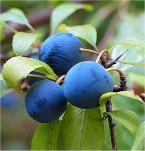 Билка Трънка - Prunus spinosa L.