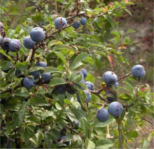 Трънка - Prunus spinosa L.-билка