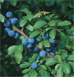 Трънка - Prunus spinosa L.-лист