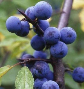 Трънка - Prunus spinosa L.-плод