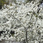 Трънка - Prunus spinosa L.-храст