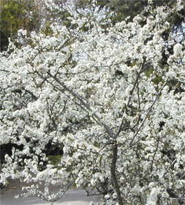 Трънка - Prunus spinosa L.-храст