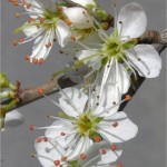 Трънка - Prunus spinosa L.-цвят