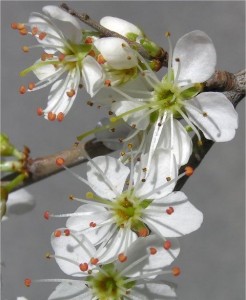 Трънка - Prunus spinosa L.-цвят