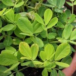 Фъстък - Arachis hypogaea L.-лист