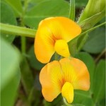 Фъстък - Arachis hypogaea L.-цвят