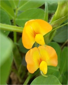 Фъстък - Arachis hypogaea L.-цвят