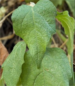 Мехунка - Physalis alkekengi L.-листа