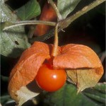 Мехунка - Physalis alkekengi L.-плод