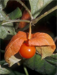 Мехунка - Physalis alkekengi L.-плод