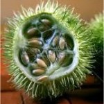 Random image: Дива краставица – Ecballium elaterium L.-семена