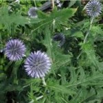 Челядник – Echinops ritro L.-листа