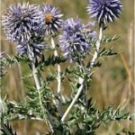 Челядник – Echinops ritro L.-стебло