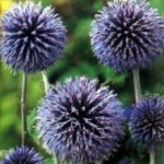 Челядник – Echinops ritro L.-цвят