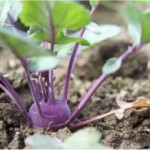 Random image: Алабаш - Brassica oleracea var. gongylodes-в градината