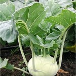 Алабаш - Brassica oleracea var. gongylodes-листа