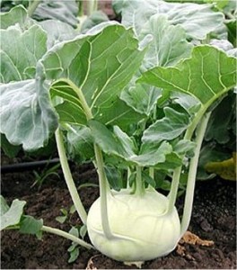 Алабаш - Brassica oleracea var. gongylodes-листа