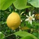 Random image: Бергамот - Citrus bergamia - в природата