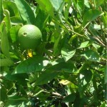 Бергамот - Citrus bergamia - лист