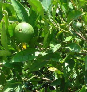 Бергамот - Citrus bergamia - лист