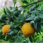 Бергамот - Citrus bergamia - плод