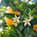 Random image: Бергамот - Citrus bergamia - полезно растение