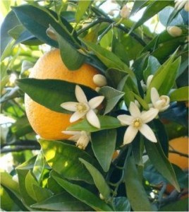Бергамот - Citrus bergamia - полезно растение