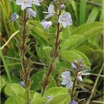 Random image: Билка - Лечебно великденче  - Veronica officinalis L.