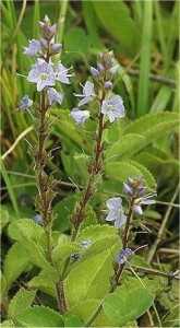 Билка - Лечебно великденче  - Veronica officinalis L.