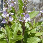 Лечебно великденче - Veronica officinalis L.-билка