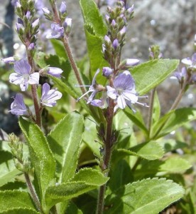 Лечебно великденче  - Veronica officinalis L.-билка