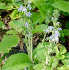 Лечебно великденче  - Veronica officinalis L.-в природата