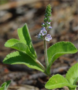 Лечебно великденче  - Veronica officinalis L.-лист