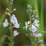 Лечебно великденче - Veronica officinalis L.-цвят