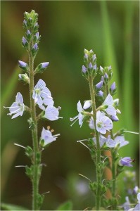 Лечебно великденче  - Veronica officinalis L.-цвят