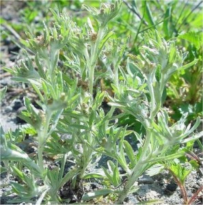 Смил бял - Filaginella uliginosa-стебло