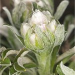 Смил бял - Filaginella uliginosa-цвят