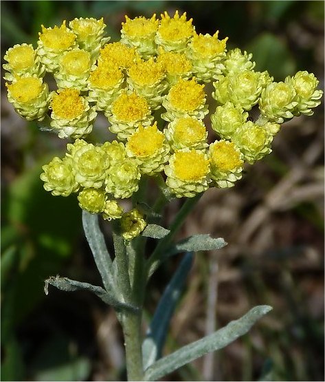 Как выглядит цветок бессмертник фото Смил жълт - Helichrysum arenarium L. Билка-Жълт смил - Helichrysum arenarium L. 
