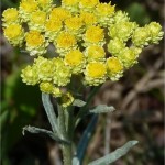 Random image: Билка-Жълт смил - Helichrysum arenarium L.