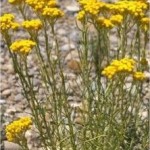 Жълт смил - Helichrysum arenarium L.-билка