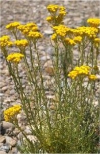 Жълт смил - Helichrysum arenarium L.-билка