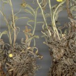 Random image: Жълт смил - Helichrysum arenarium L.-корен